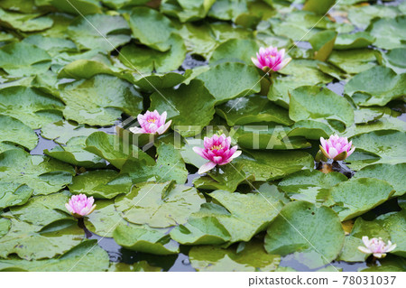 Water lilies blooming on a rainy day Water lilies blooming on a rainy day 78031037