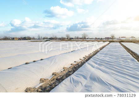 A farm field covered with a spunbond spunlaid nonwoven to protect potato plants from unstable weather. Early harvest of potatoes. Use of new technology materials on farms in emerging market countries. A farm field covered with a spunbond spunlaid nonwoven to protect potato plants from unstable weather. Early harvest of potatoes. Use of new technology materials on farms in emerging market countries. 78031129