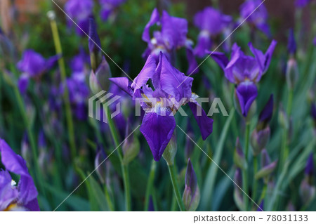 Selective focus, close up of purple iris flower on green garden background. 78031133
