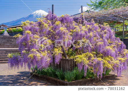 (Shizuoka Prefecture) Fujinomiya City Shimonobo Wisteria and Mt. Fuji 78031162