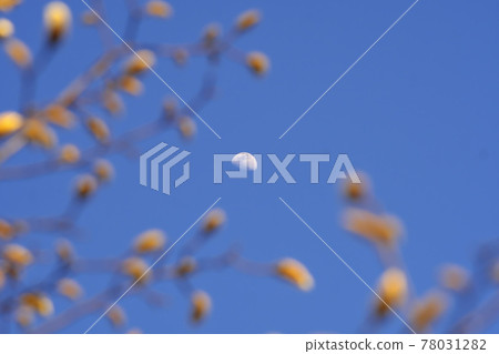 Moon and magnolia Moon and magnolia 78031282