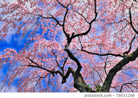 Dead brown cherry tree Dead brown cherry tree 78031286