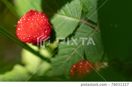Wild strawberry found in the mountains Wild strawberry found in the mountains 78031327