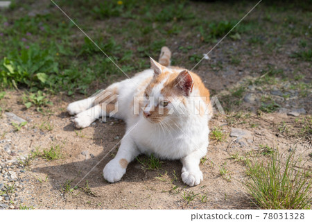 Relaxing cat brown-white cat 78031328