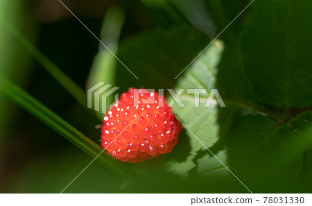 Wild strawberry found in the mountains 78031330