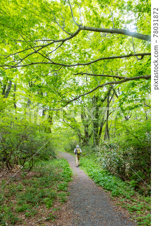 Image of trekking the fresh green and clear stream of the Kitanizawa mountain stream 78031872