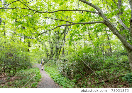 Image of trekking the fresh green and clear stream of the Kitanizawa mountain stream 78031873