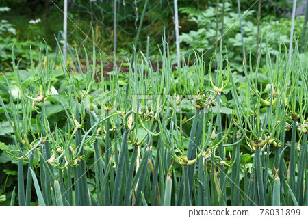 Caterpillar onion (oar onion) Caterpillar onion (oar onion) 78031899