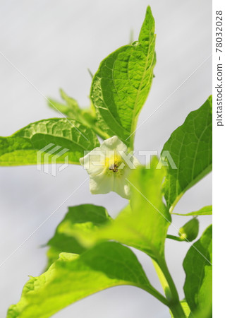 用酸漿花著色前的幼果 78032028