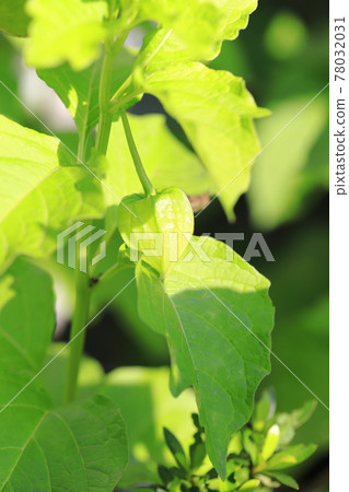 用酸漿花著色前的幼果 78032031