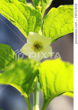 Young fruit before coloring with physalis flowers Young fruit before coloring with physalis flowers 78032039