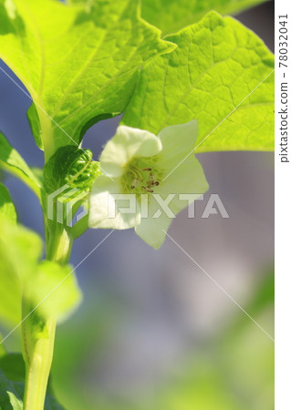 Young fruit before coloring with physalis flowers Young fruit before coloring with physalis flowers 78032041