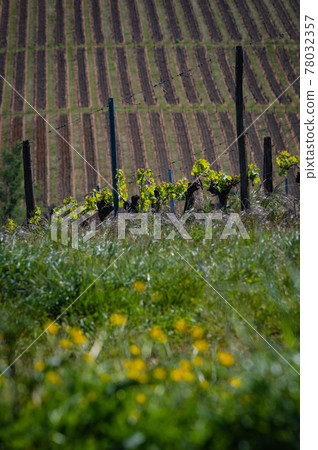 New bug and leaves sprouting at the beginning of spring on a trellised vine growing in bordeaux 78032357