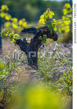 New bug and leaves sprouting at the beginning of spring on a trellised vine growing in bordeaux New bug and leaves sprouting at the beginning of spring on a trellised vine growing in bordeaux 78032390