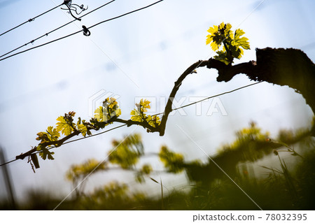 New bug and leaves sprouting at the beginning of spring on a trellised vine growing in bordeaux New bug and leaves sprouting at the beginning of spring on a trellised vine growing in bordeaux 78032395