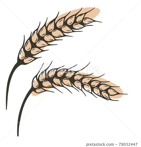 Spikelets, vector. Cereal spikelet sketch. Hand drawing, ear. 78032447