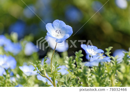 佐藤富田丹羽公園 78032466