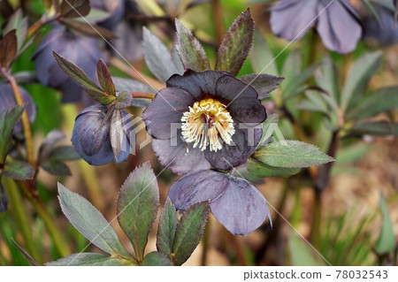 春天的花朵聖誕玫瑰 78032543