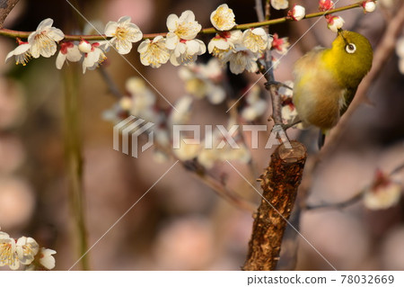 白眼臥龍梅 78032669