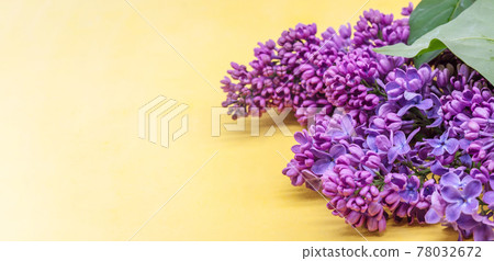 Lilac flowers on a yellow background. A blossoming branch of lilacs. A cluster of purple flowers. 78032672