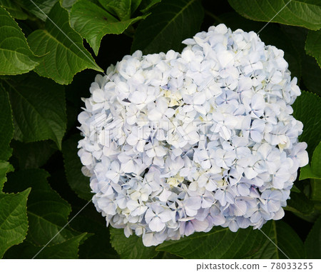White flower White flower 78033255