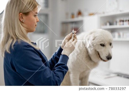 Veterinarian holding syringe with vaccine near big white dog Veterinarian holding syringe with vaccine near big white dog 78033297