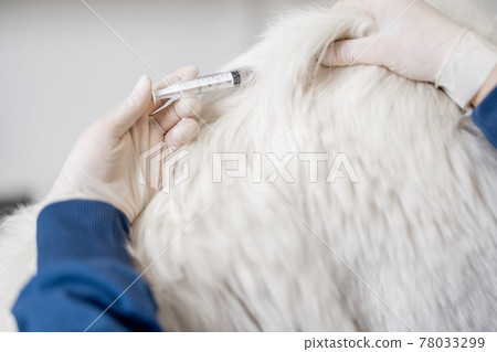 Veterinarian make injection of vaccine at withers Veterinarian make injection of vaccine at withers 78033299