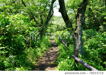 Hokenji Citizen's Forest 78033718