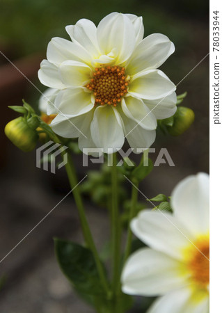 White dahlia flower, blooming in summer garden. Abstract floral summer background. White dahlia flower, blooming in summer garden. Abstract floral summer background. 78033944