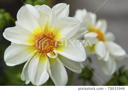White dahlia flower, blooming in summer garden. Abstract floral summer background. 78033946