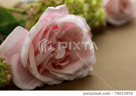 Close up pink rose and green hydrangea, brown background with copy space. Close up pink rose and green hydrangea, brown background with copy space. 78033959