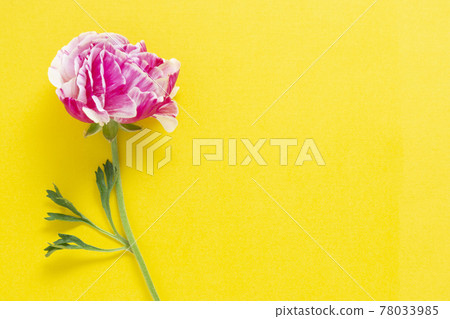 Pink flower over yellow background, greeting card. 78033985