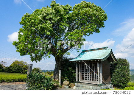 The three major obstacles of the former Tokaido, "Saya no Nakayama", the tea plantation shrine (Hakusan Shrine) 78034032