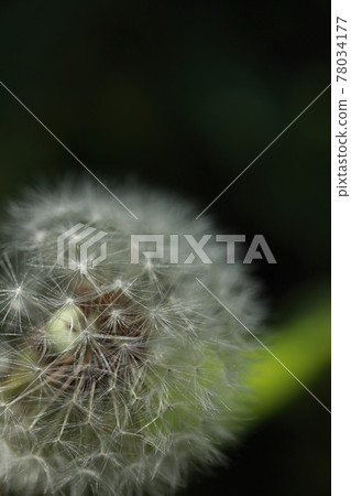 Dandelion cotton hat Dandelion cotton hat 78034177