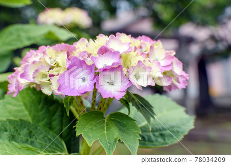 Pink color hydrangea Pink color hydrangea 78034209