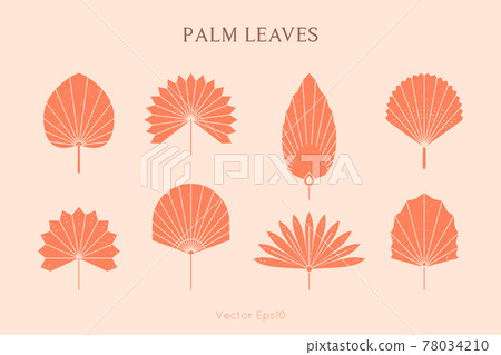 Set of Abstract Palm Leaves Silhouette in Simple Style. Vector Tropical Leaf Boho Emblem. Floral Illustration 78034210