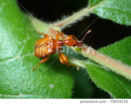 葉子上的 jekelii 78034230