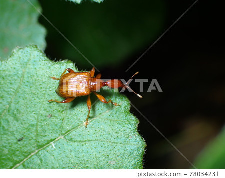 葉子上的 jekelii 78034231