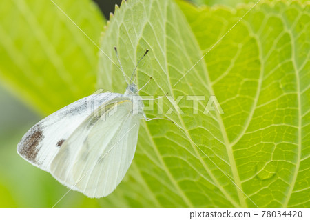 【昆蟲】白菜白蝶棲息在葉背上 【昆蟲】白菜白蝶棲息在葉背上 78034420