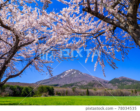 從櫻花盛開的牧場看雪的萬代山(福島縣豬苗代縣萬代山牧場) 從櫻花盛開的牧場看雪的萬代山(福島縣豬苗代縣萬代山牧場) 78034535
