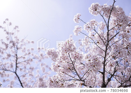 Cherry Blossom Cherry Blossom 78034698