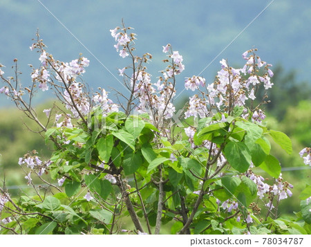 Flower of a tender Flower of a tender 78034787