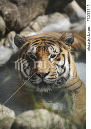 Omuta City Zoo Tiger, 78035345