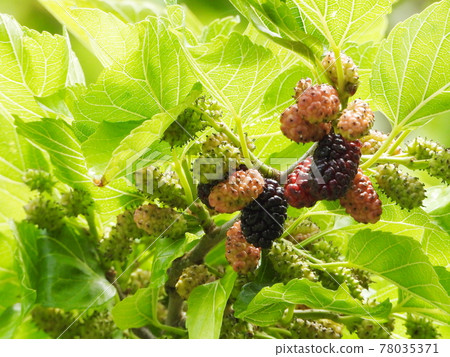 Morus alba that has begun to color Morus alba that has begun to color 78035371