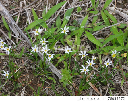 Sisyrinchium spectro (wild grass) Sisyrinchium spectro (wild grass) 78035372