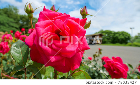 食人魔的紅玫瑰 78035427