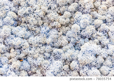 Gray floral texture, background Gray floral texture, background 78035754