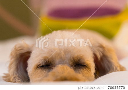 Toy poodle in a dream Toy poodle in a dream 78035770