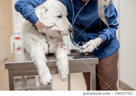 Veterinarian checking up sick Maltese dog with stethoscope in vet clinic 78035781