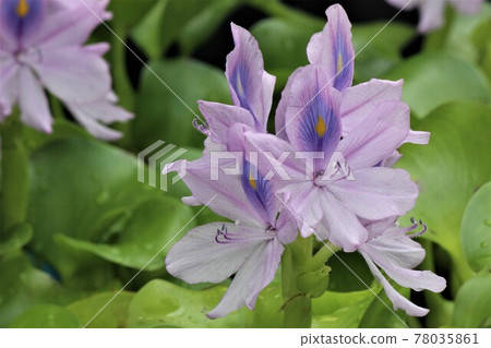 The strong fertility of water hyacinth is the cause of harmful grass 78035861